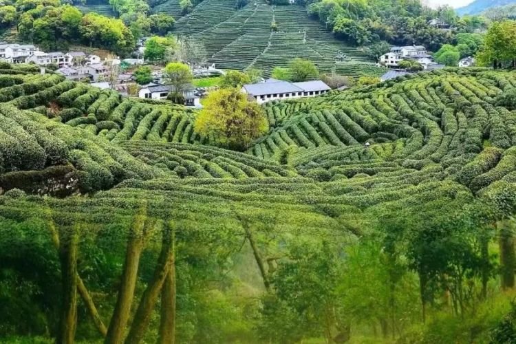 【徒步“天花板”】杭州秘境九溪烟树、千年茶乡龙井村徒步一日